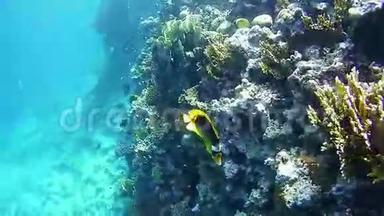 红海珊瑚礁的蝴蝶鱼、海桐鱼、五颜六色的热带鱼